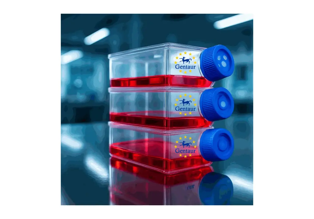 Primary NDF Cell, Rat