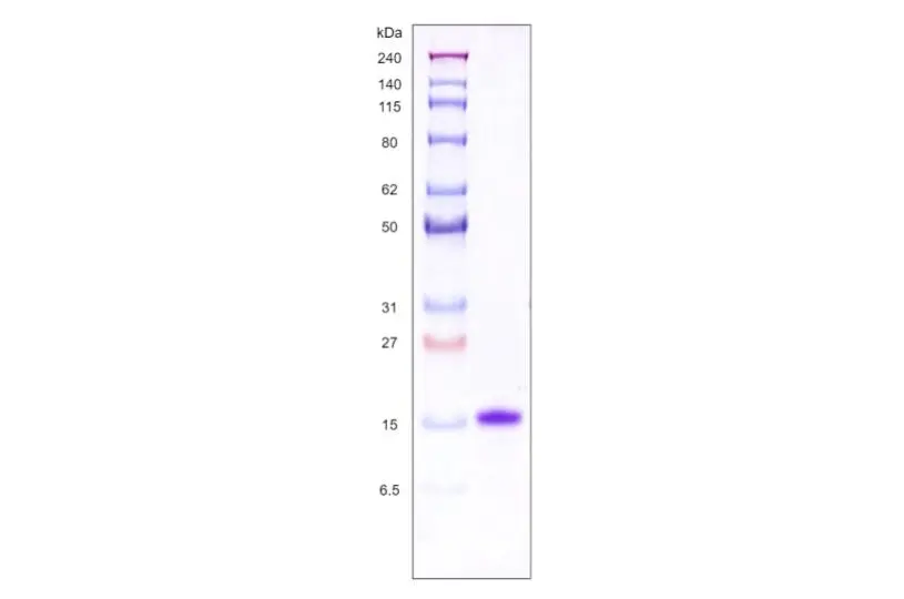 Recombinant Human Galectin 1, His Tag -100 ug